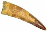 Fossil Spinosaurus Tooth - Real Dinosaur Tooth #366493-1